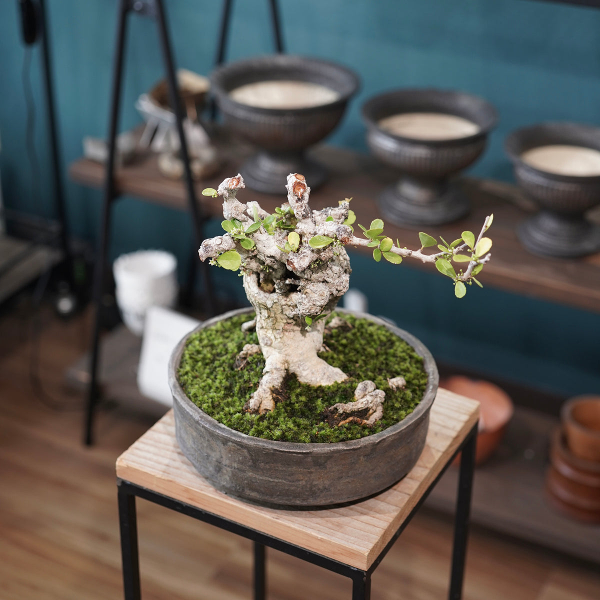 Old Gymnosporia diversifolia (古木ハリツルマサキ) × 小野瀬一 “archaic” No.2
