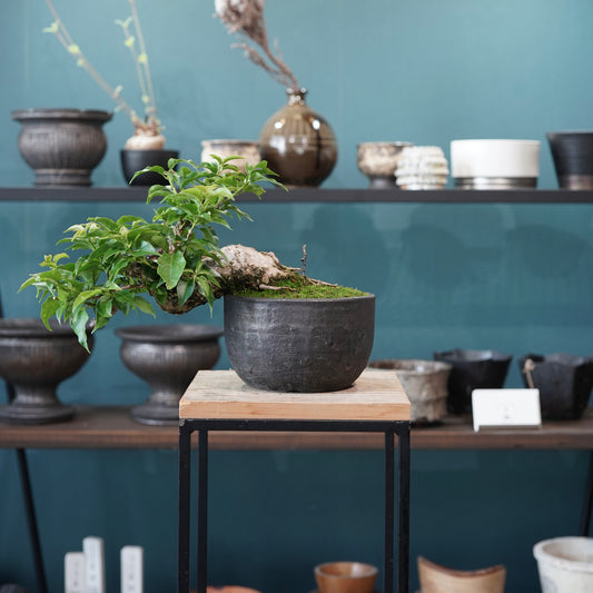 Old bougainvillea（古木ブーゲンビリア) ×  金彩丸尻鉢