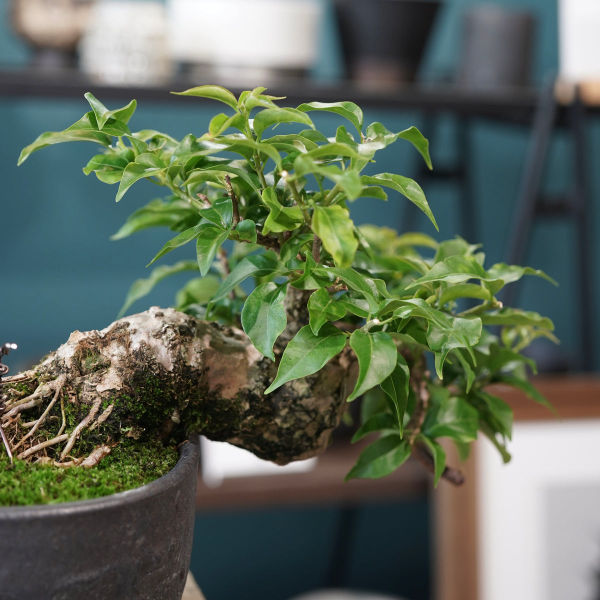 Old bougainvillea（古木ブーゲンビリア) ×  金彩丸尻鉢
