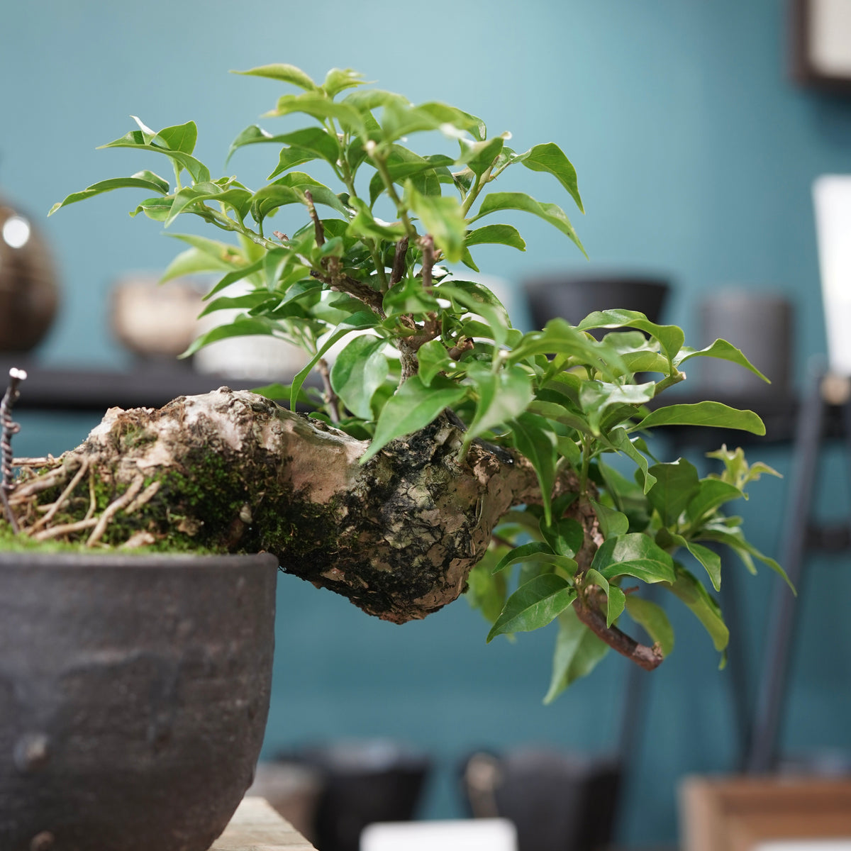 Old bougainvillea（古木ブーゲンビリア) ×  金彩丸尻鉢