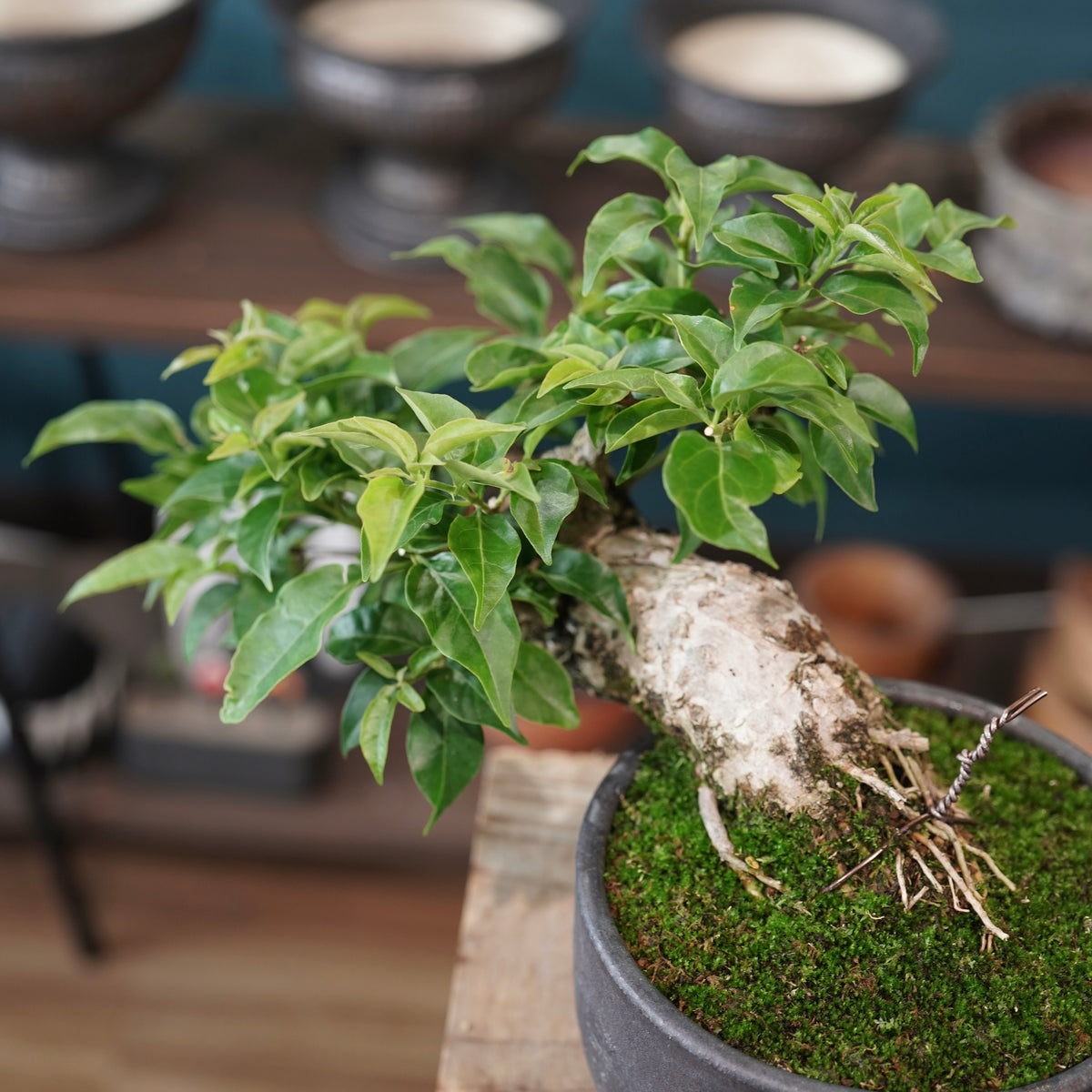 Old bougainvillea（古木ブーゲンビリア) ×  金彩丸尻鉢