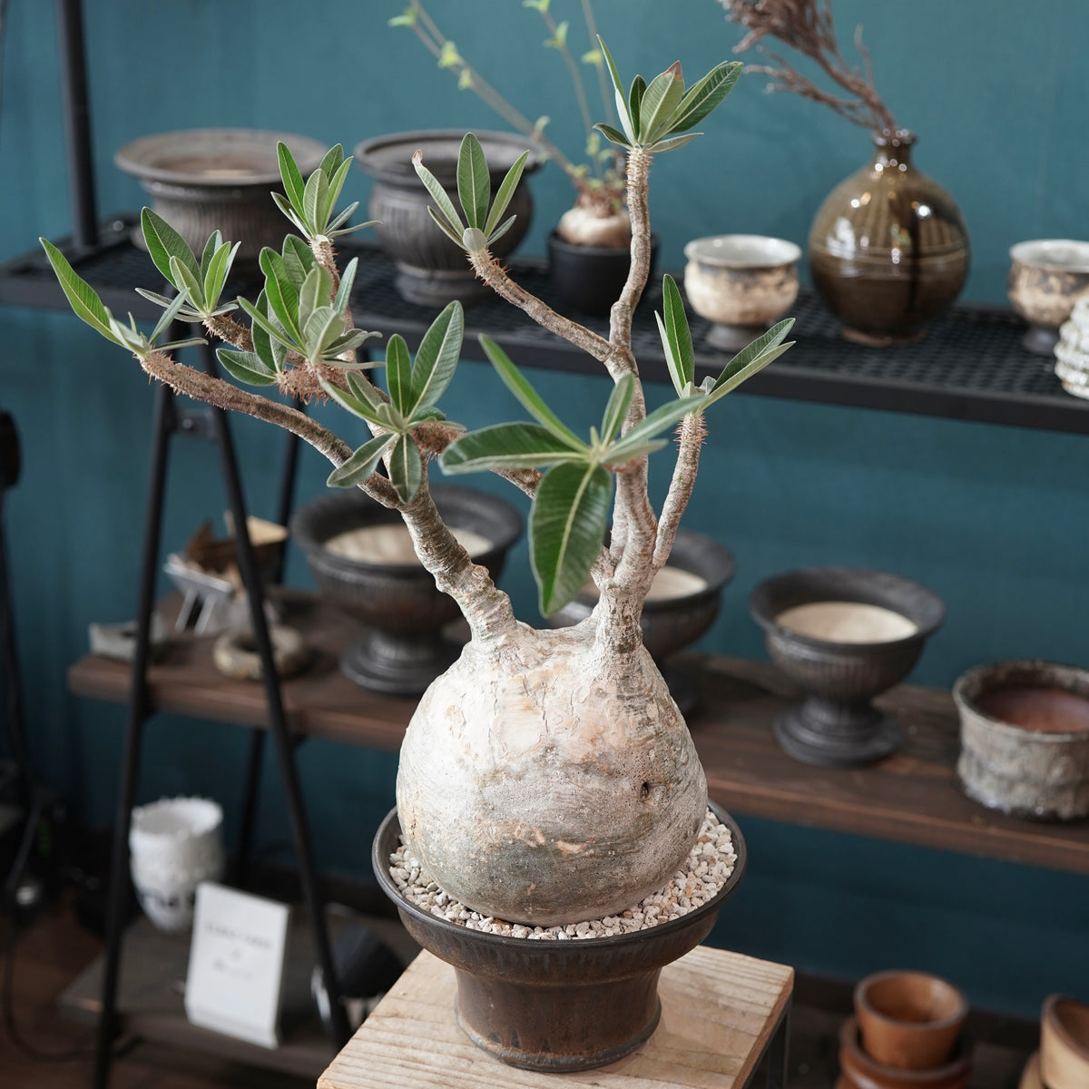 Pachypodium Gracilius(パキポディウム・グラキリス) × 閑野 淳
