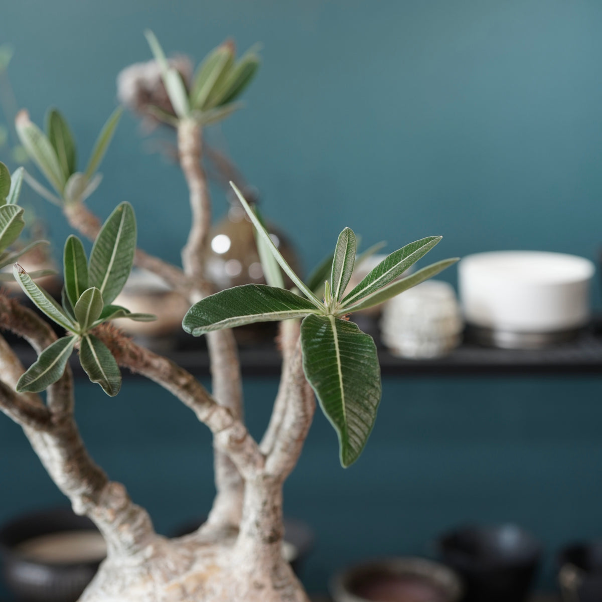 Pachypodium Gracilius(パキポディウム・グラキリス) × 閑野 淳