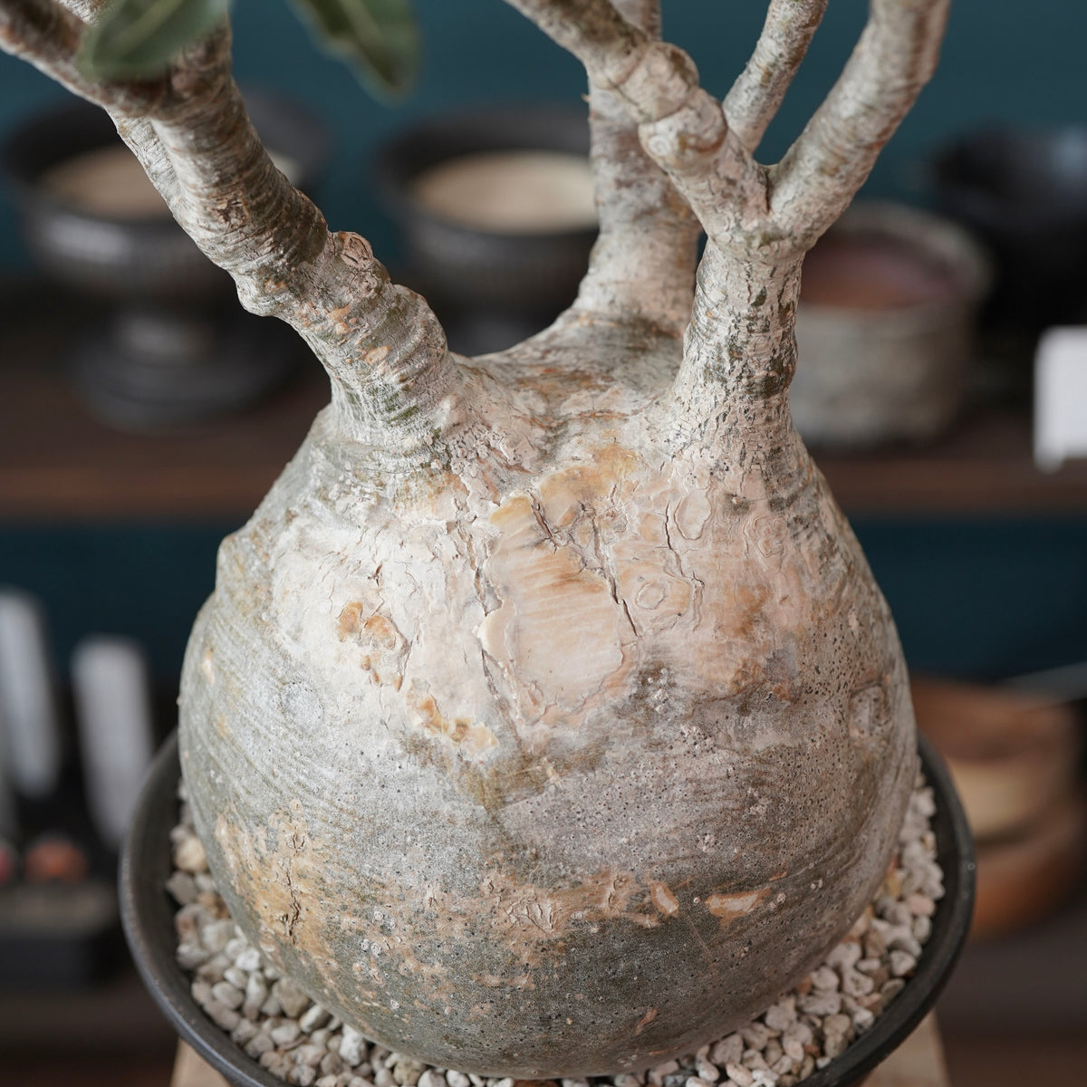 Pachypodium Gracilius(パキポディウム・グラキリス) × 閑野 淳