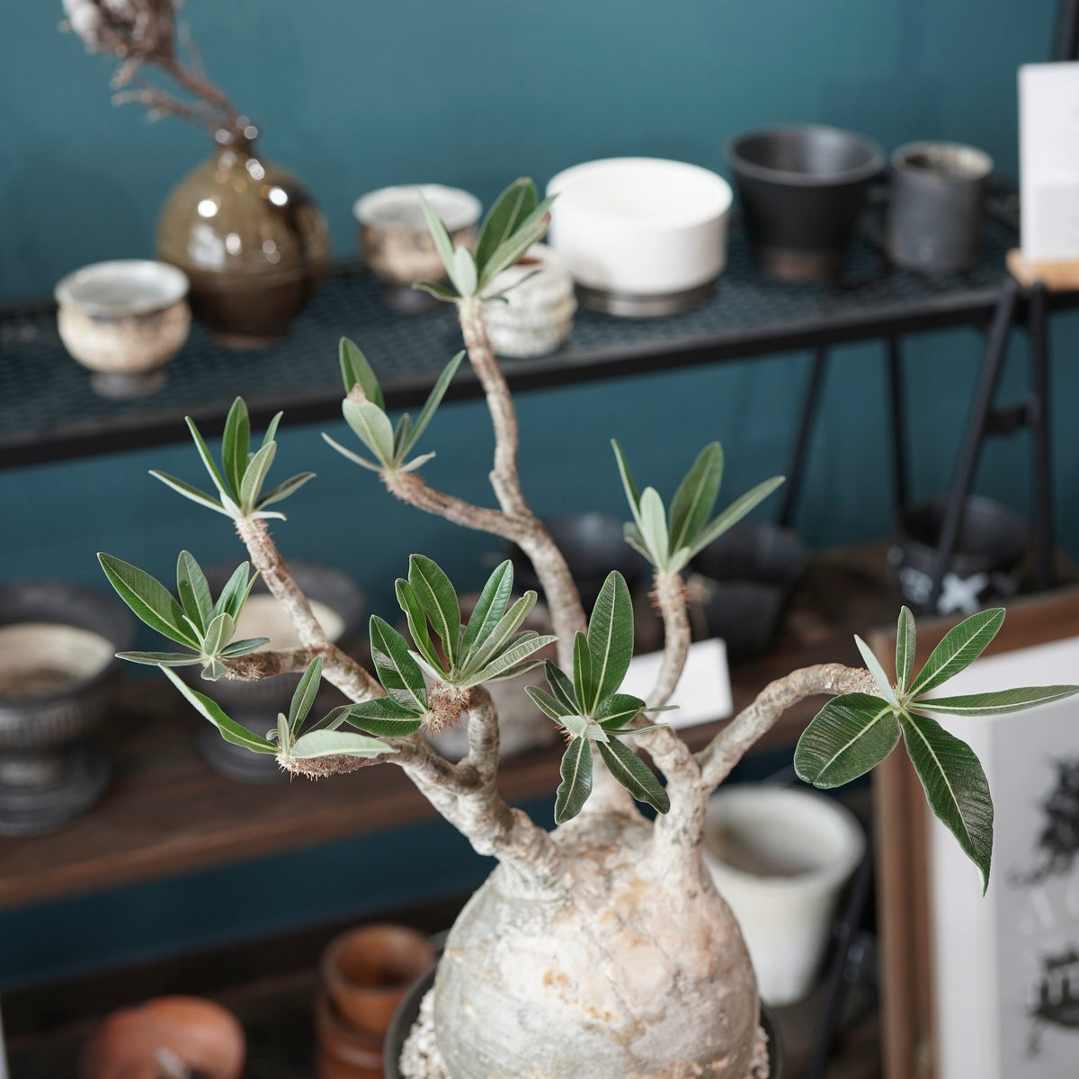 Pachypodium Gracilius(パキポディウム・グラキリス) × 閑野 淳