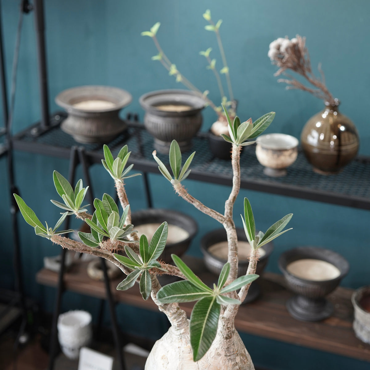 Pachypodium Gracilius(パキポディウム・グラキリス) × 閑野 淳