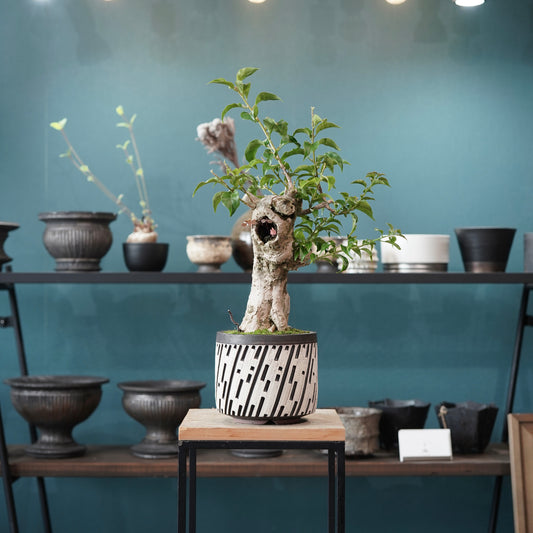 Old bougainvillea（ブーゲンビリア古木) × konect tokyo "shinogi"
