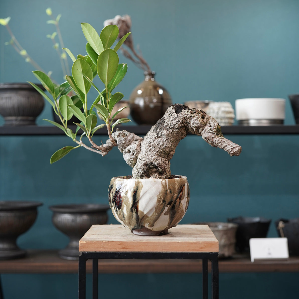 Ficus microcarpa（ガジュマル） × Konect Tokyo