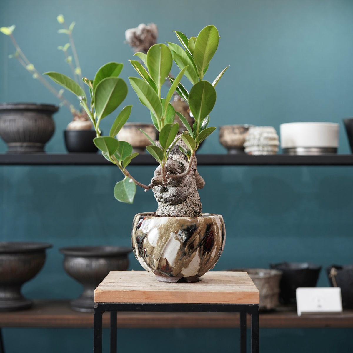 Ficus microcarpa（ガジュマル） × Konect Tokyo