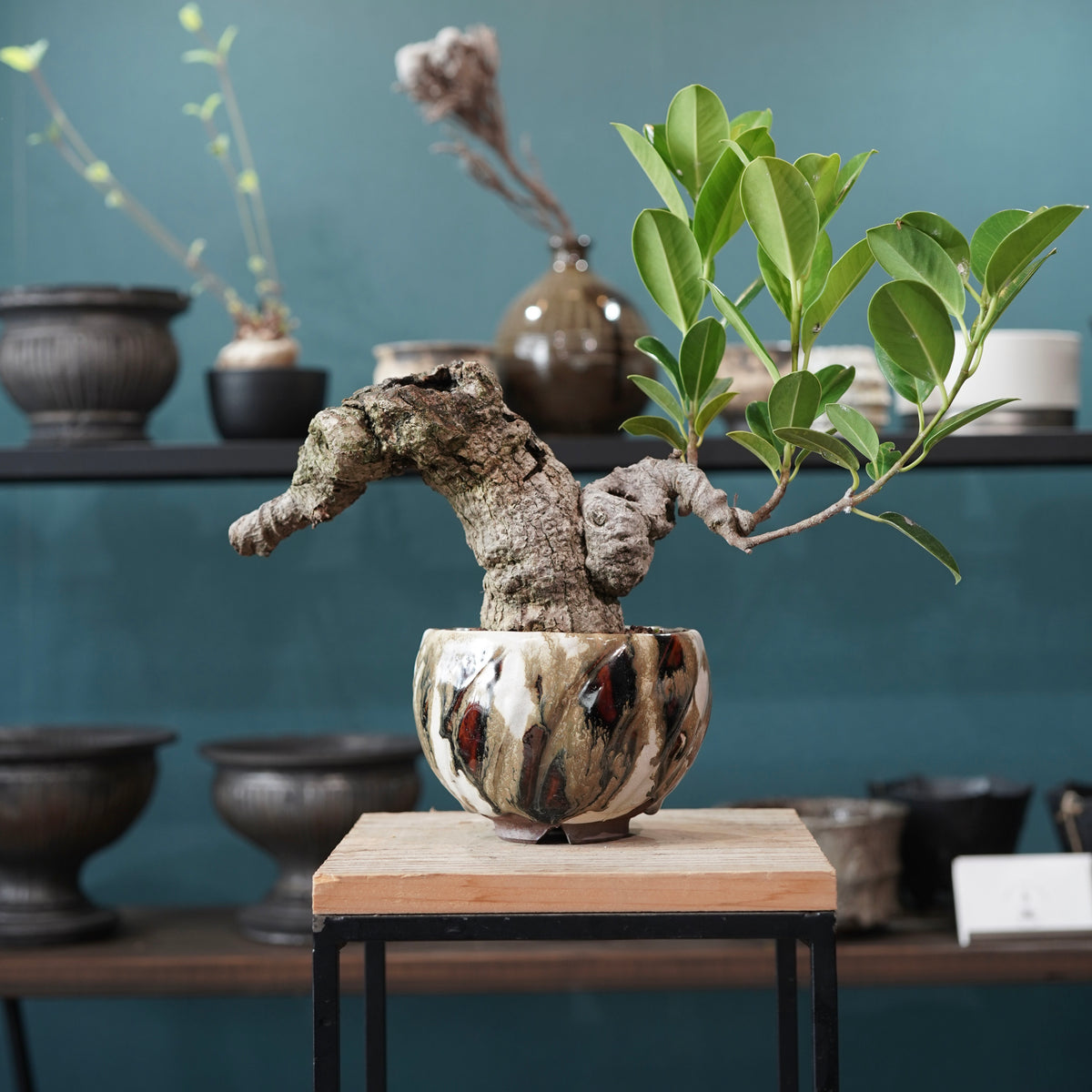 Ficus microcarpa（ガジュマル） × Konect Tokyo