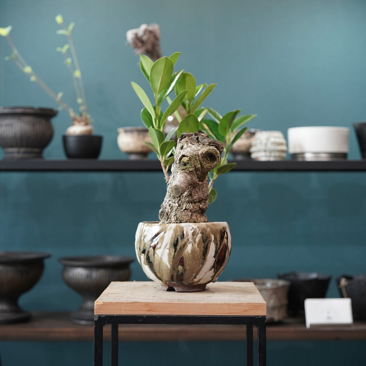 Ficus microcarpa（ガジュマル） × Konect Tokyo