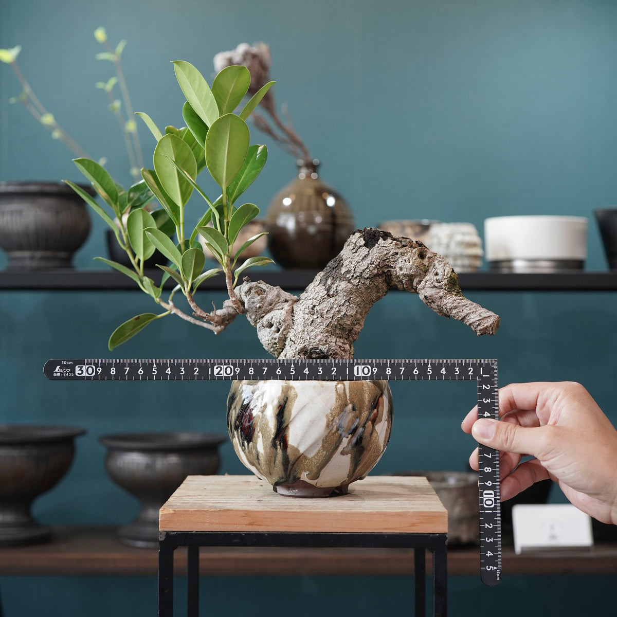 Ficus microcarpa（ガジュマル） × Konect Tokyo