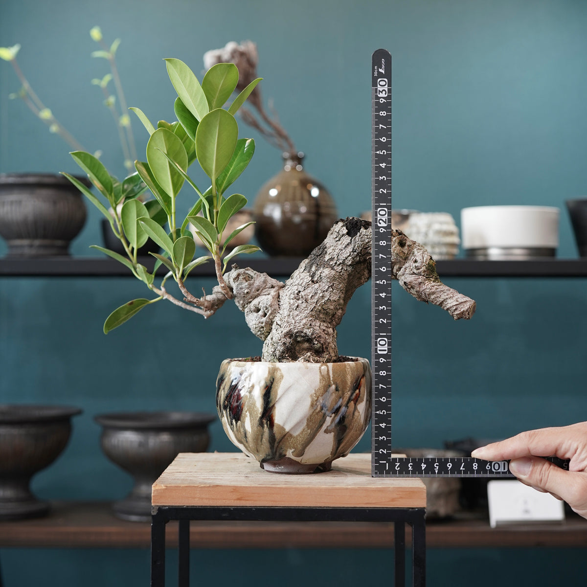 Ficus microcarpa（ガジュマル） × Konect Tokyo