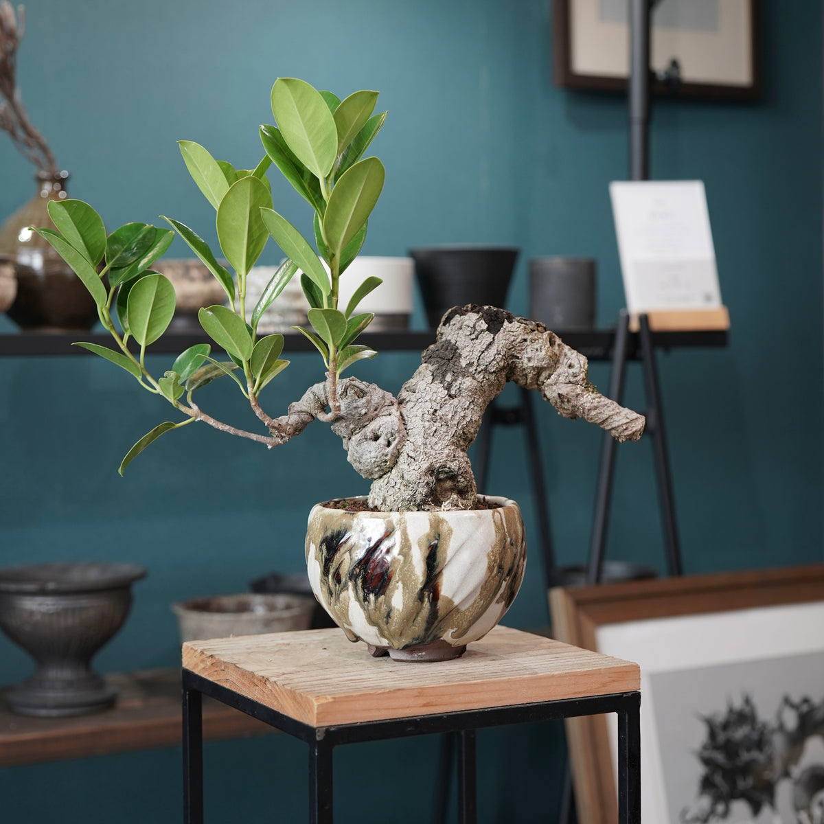 Ficus microcarpa（ガジュマル） × Konect Tokyo