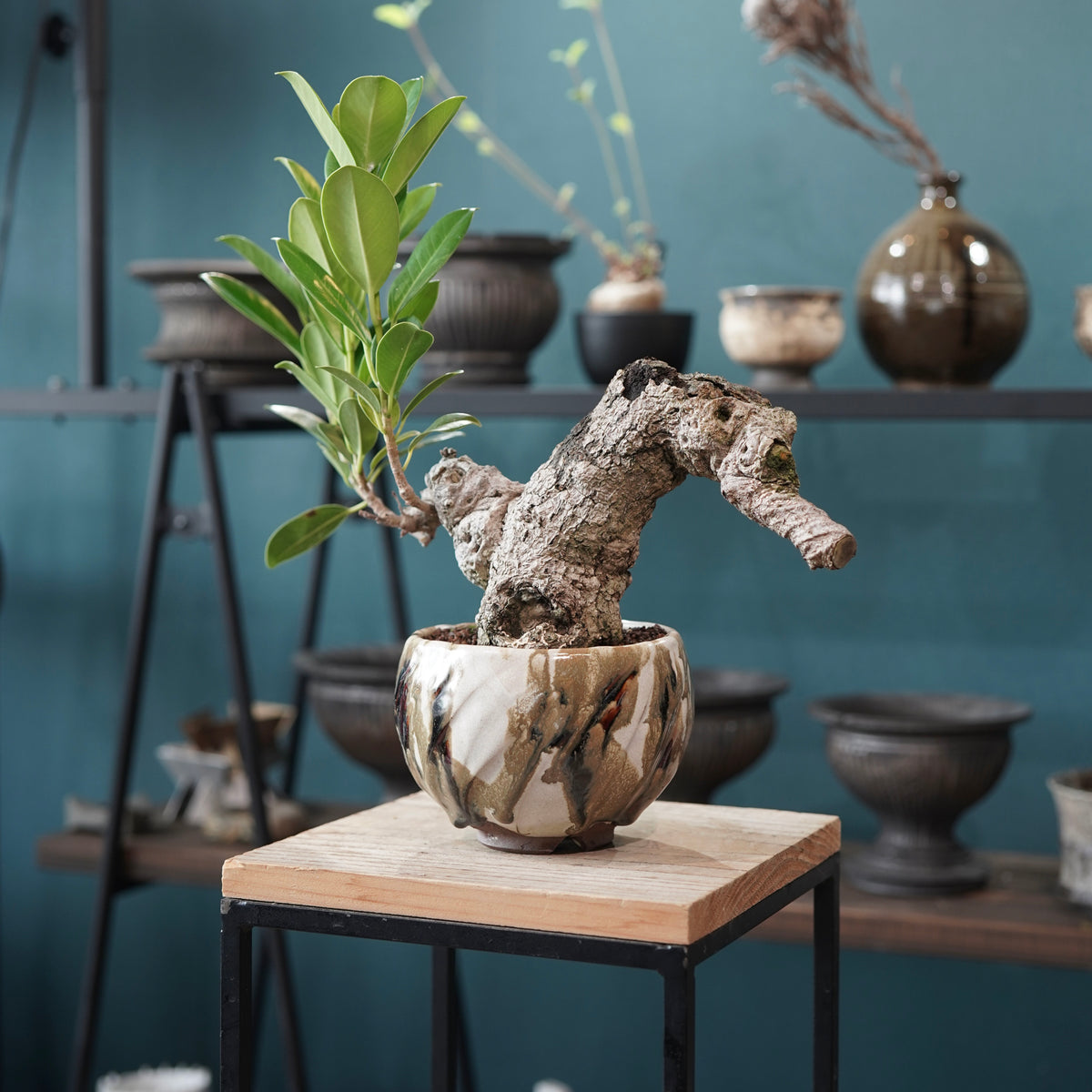 Ficus microcarpa（ガジュマル） × Konect Tokyo