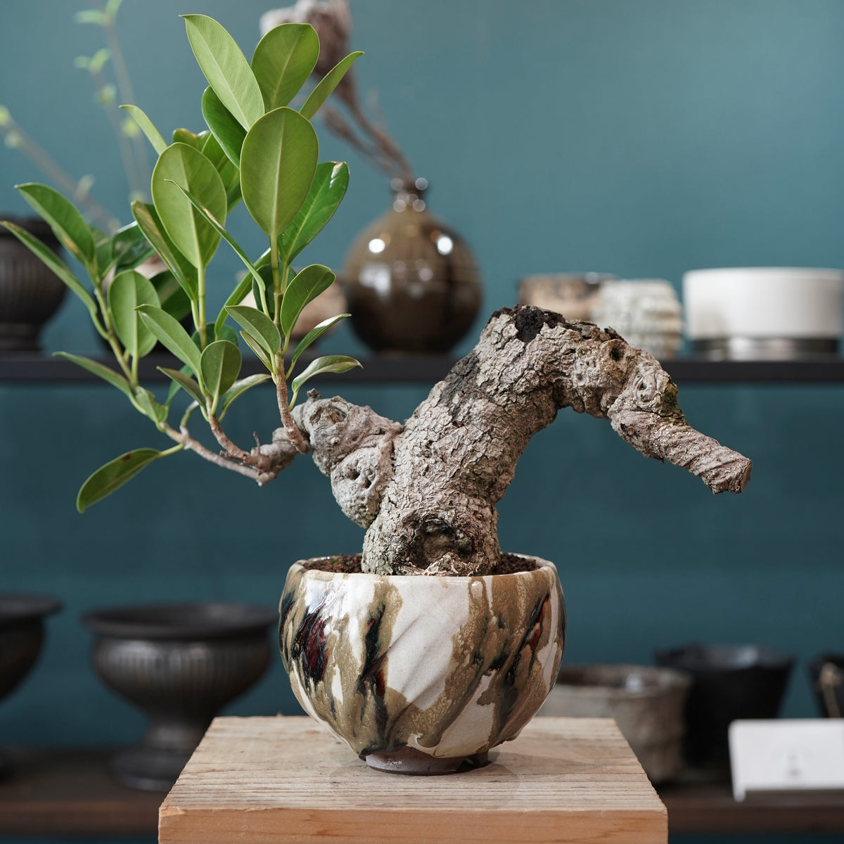 Ficus microcarpa（ガジュマル） × Konect Tokyo