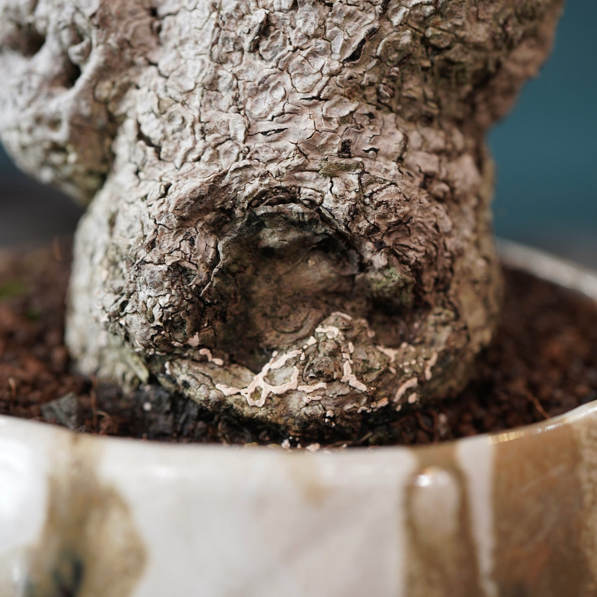 Ficus microcarpa（ガジュマル） × Konect Tokyo