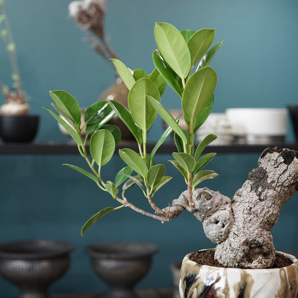 Ficus microcarpa（ガジュマル） × Konect Tokyo