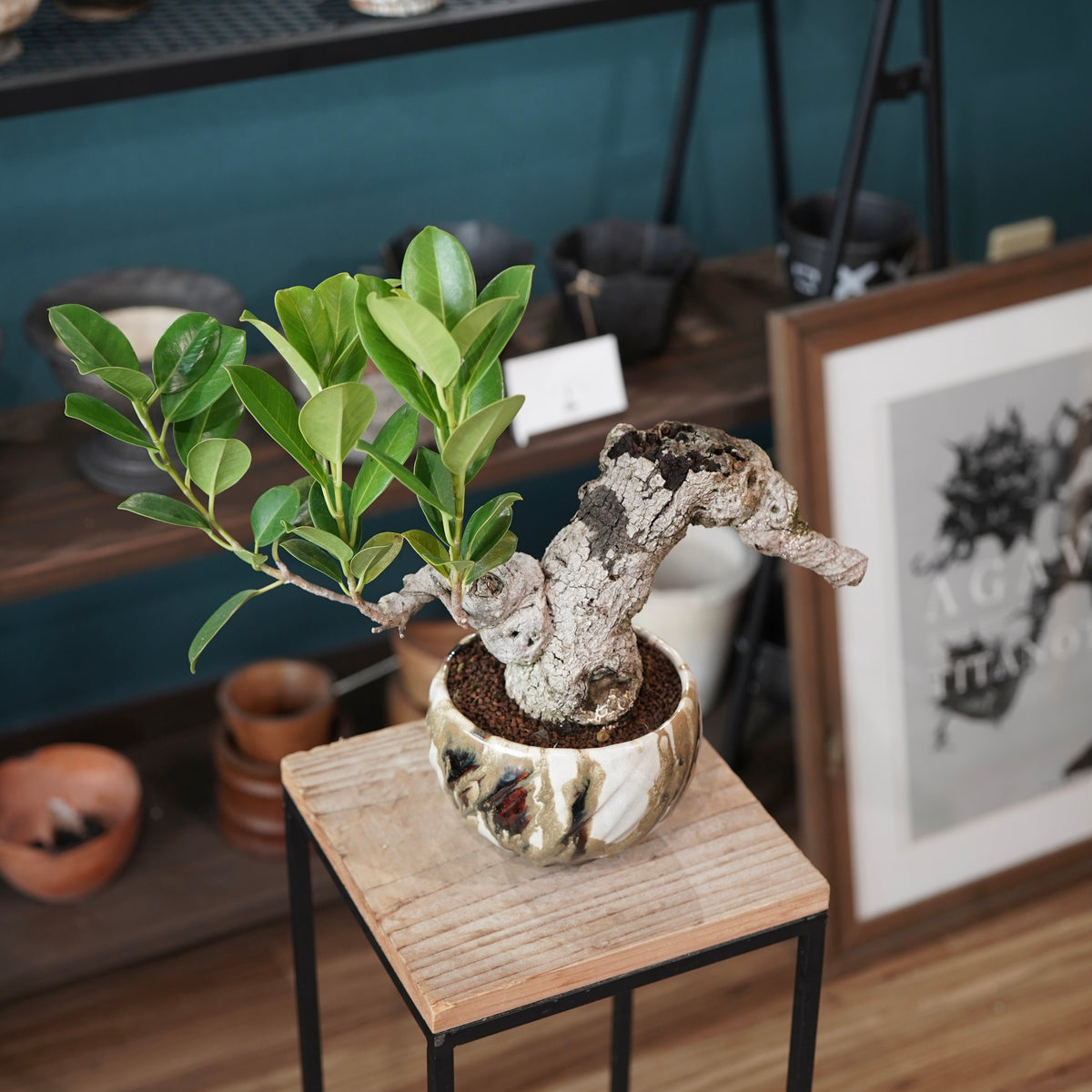 Ficus microcarpa（ガジュマル） × Konect Tokyo
