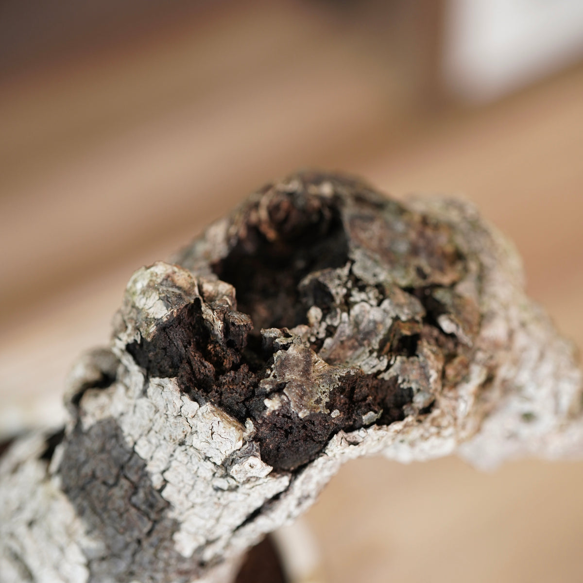 Ficus microcarpa（ガジュマル） × Konect Tokyo