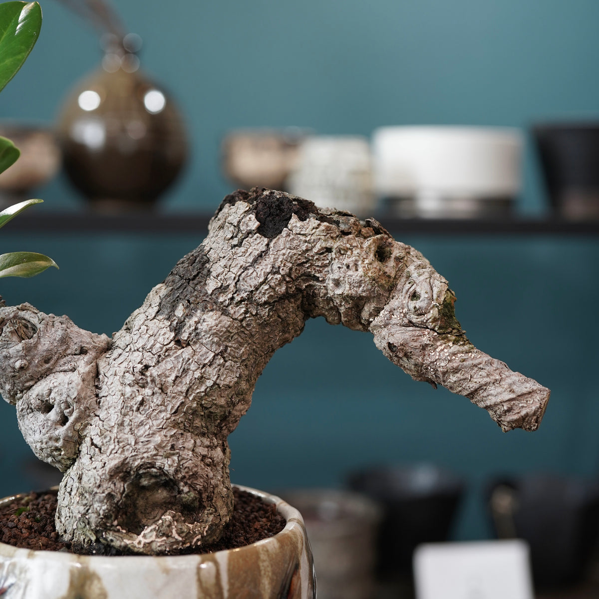 Ficus microcarpa（ガジュマル） × Konect Tokyo