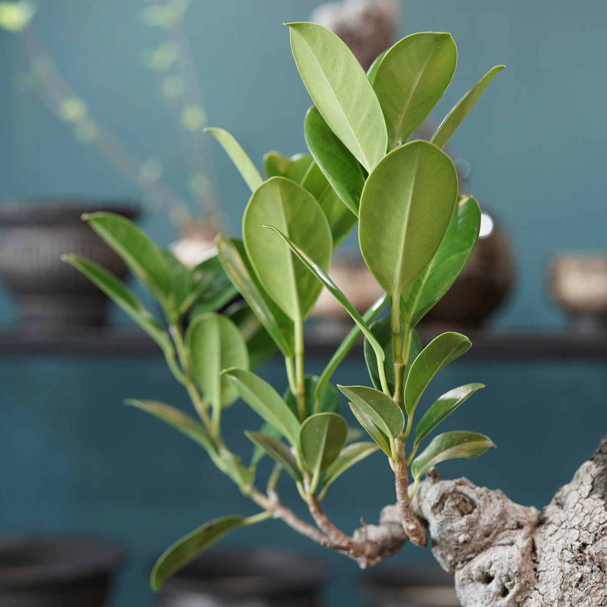 Ficus microcarpa（ガジュマル） × Konect Tokyo