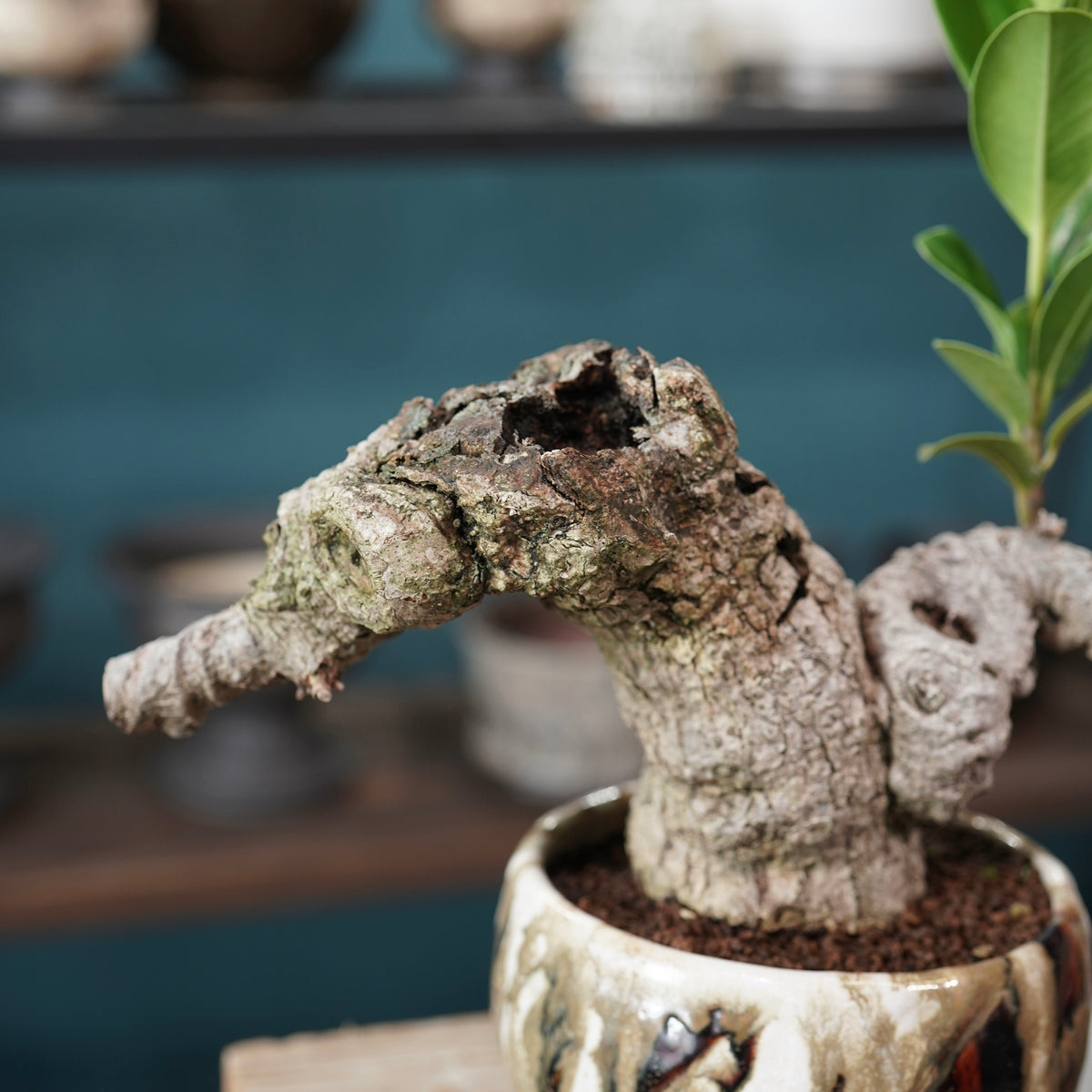 Ficus microcarpa（ガジュマル） × Konect Tokyo