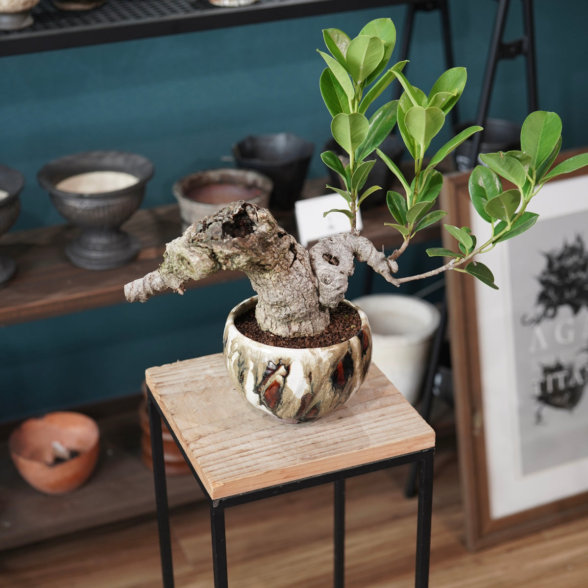 Ficus microcarpa（ガジュマル） × Konect Tokyo