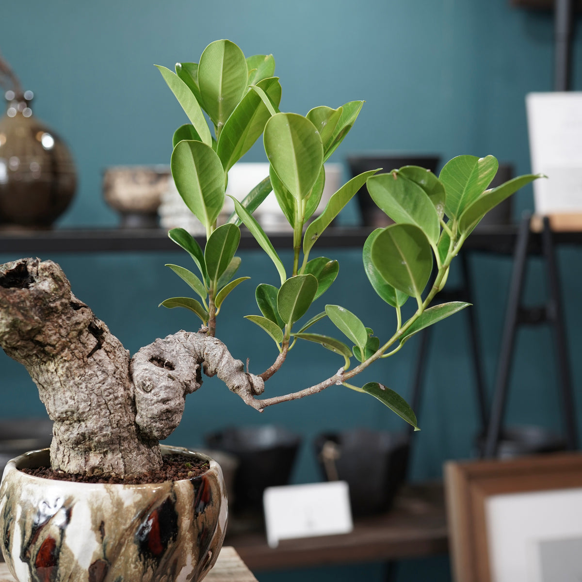 Ficus microcarpa（ガジュマル） × Konect Tokyo