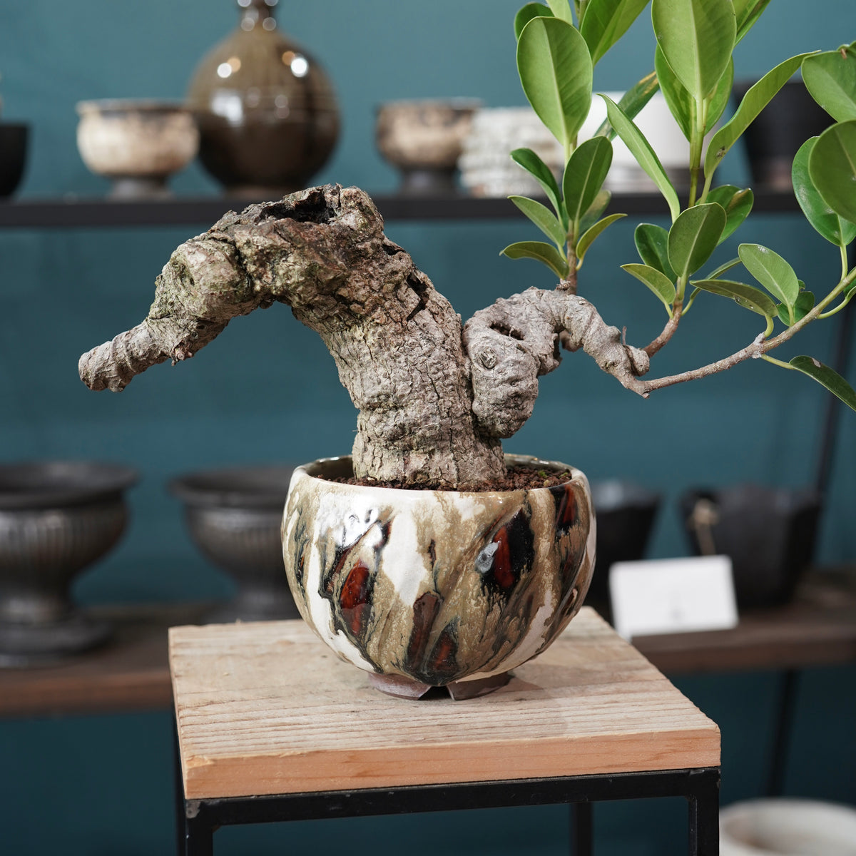 Ficus microcarpa（ガジュマル） × Konect Tokyo