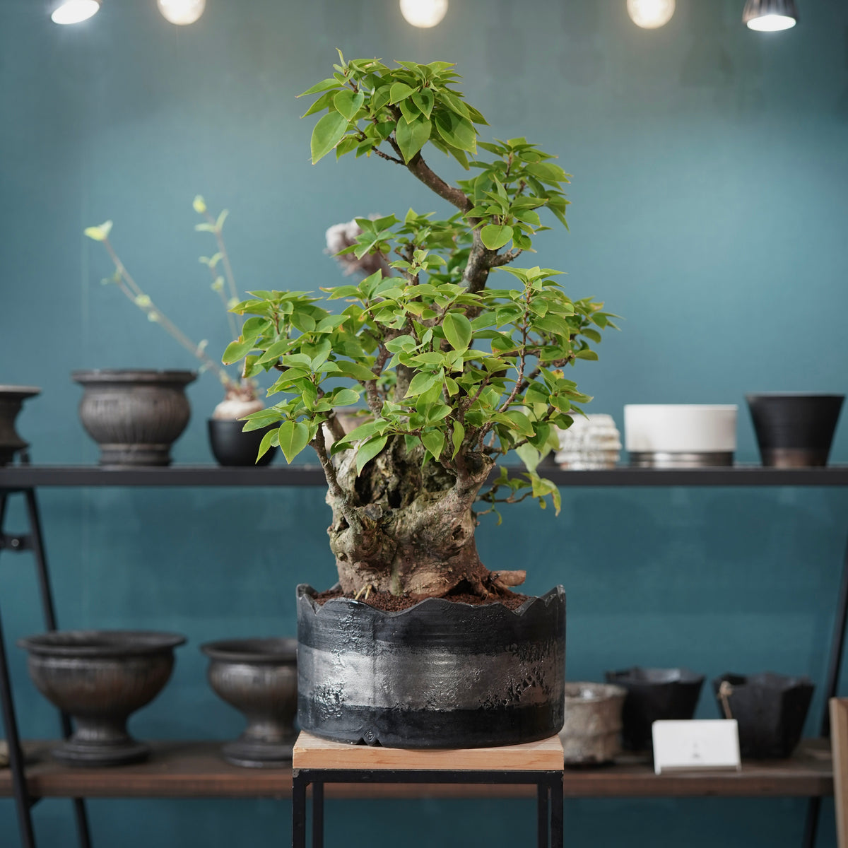 Old bougainvillea（古木ブーゲンビレア）× 高見澤匠 "黒磁／白金鉢"