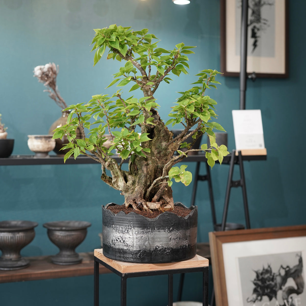 Old bougainvillea（古木ブーゲンビレア）× 高見澤匠 "黒磁／白金鉢"