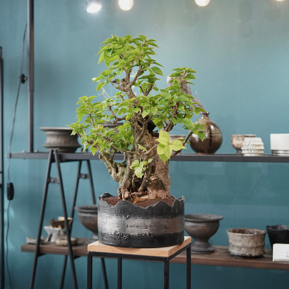 Old bougainvillea（古木ブーゲンビレア）× 高見澤匠 "黒磁／白金鉢"