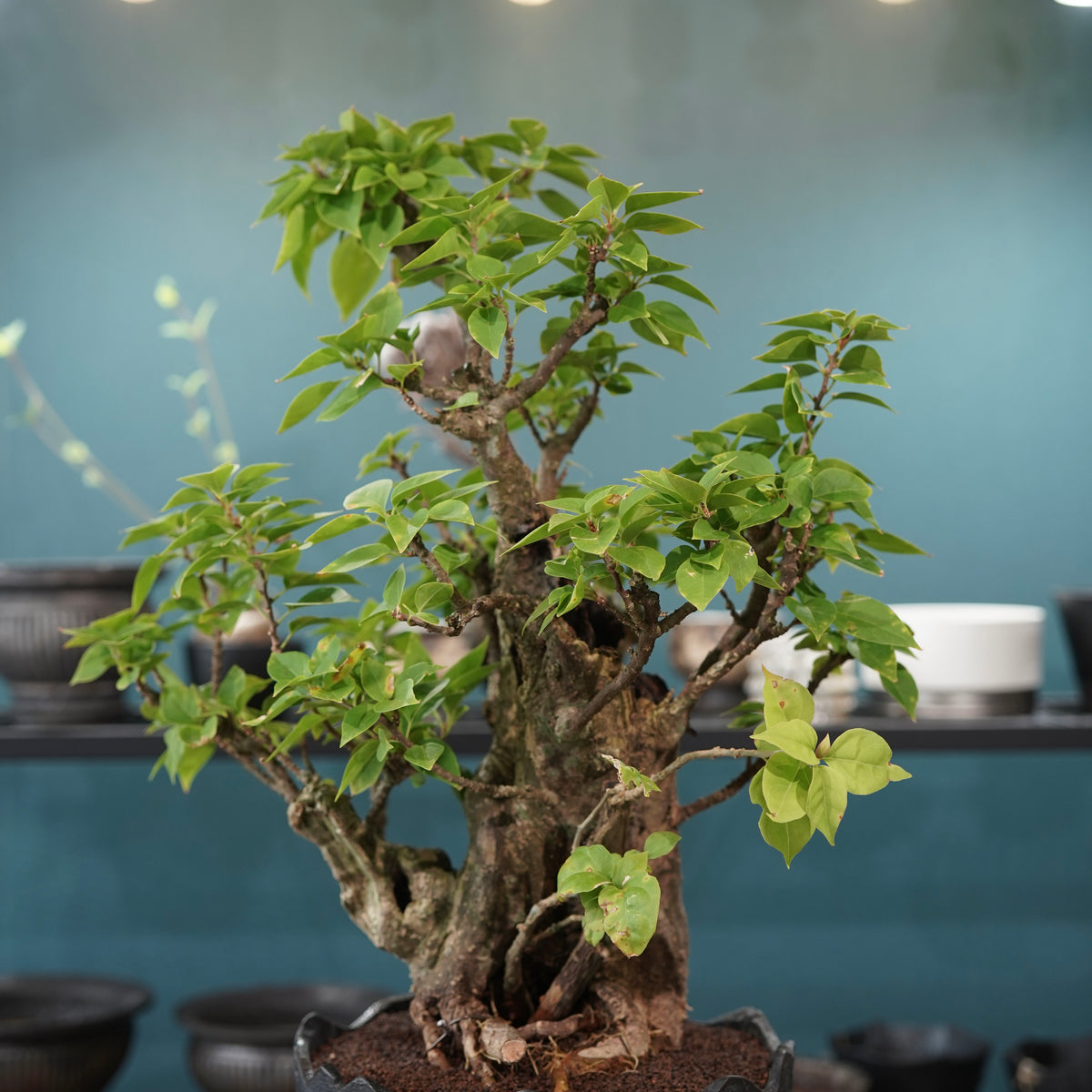 Old bougainvillea（古木ブーゲンビレア）× 高見澤匠 "黒磁／白金鉢"
