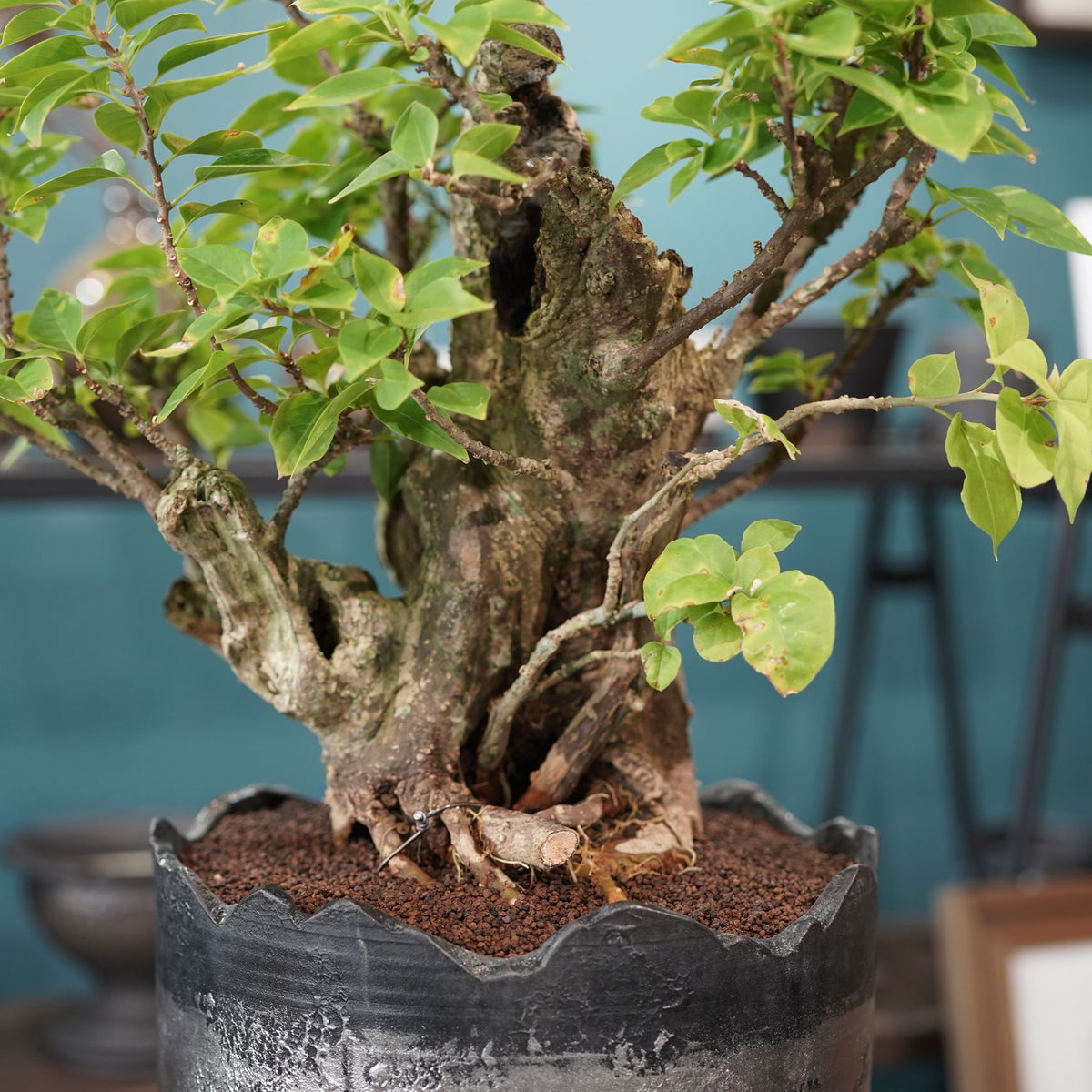 Old bougainvillea（古木ブーゲンビレア）× 高見澤匠 "黒磁／白金鉢"