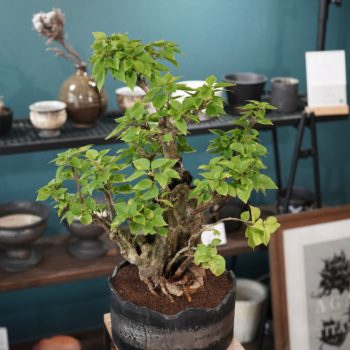 Old bougainvillea（古木ブーゲンビレア）× 高見澤匠 "黒磁／白金鉢"