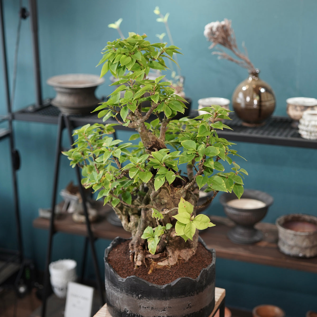Old bougainvillea（古木ブーゲンビレア）× 高見澤匠 "黒磁／白金鉢"