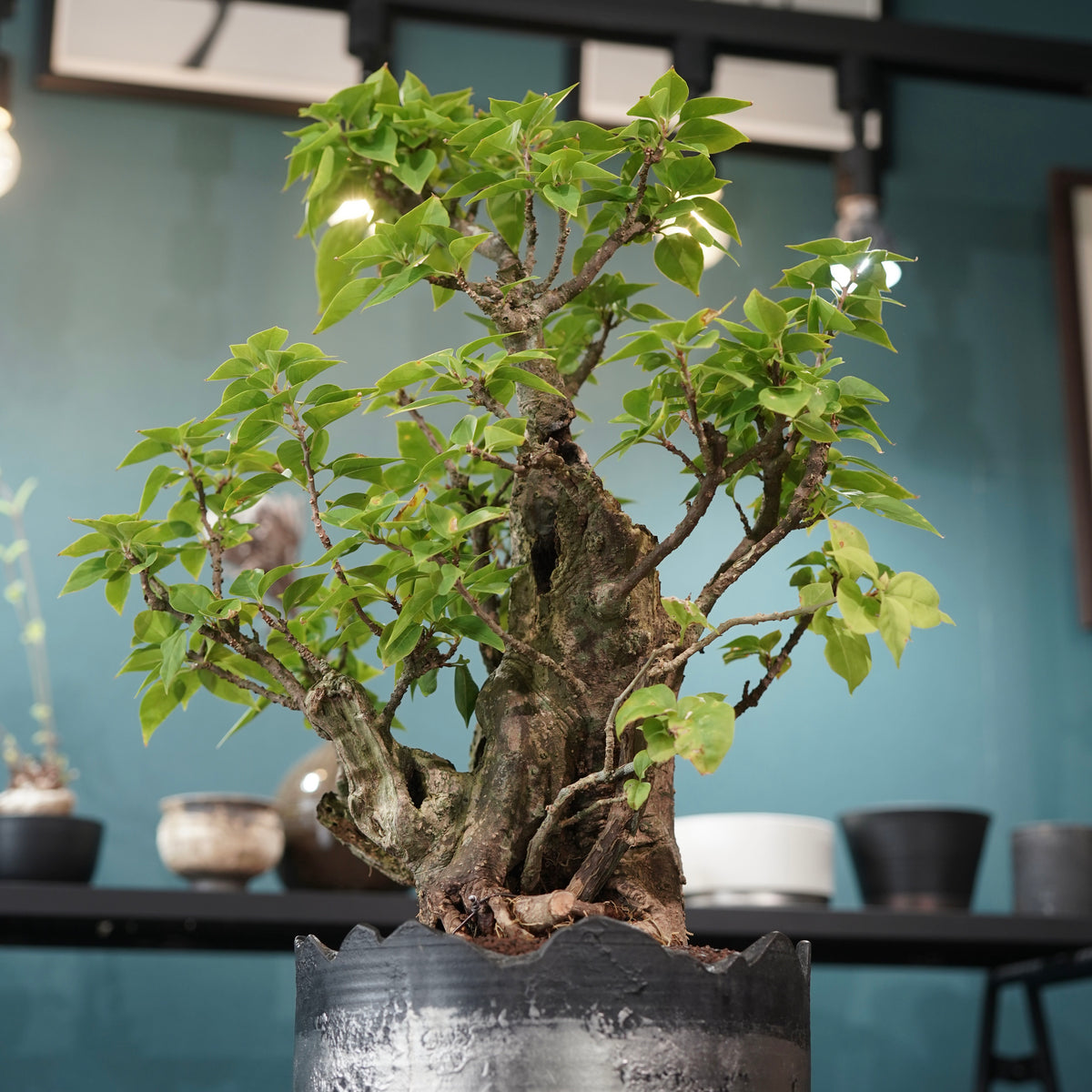 Old bougainvillea（古木ブーゲンビレア）× 高見澤匠 "黒磁／白金鉢"