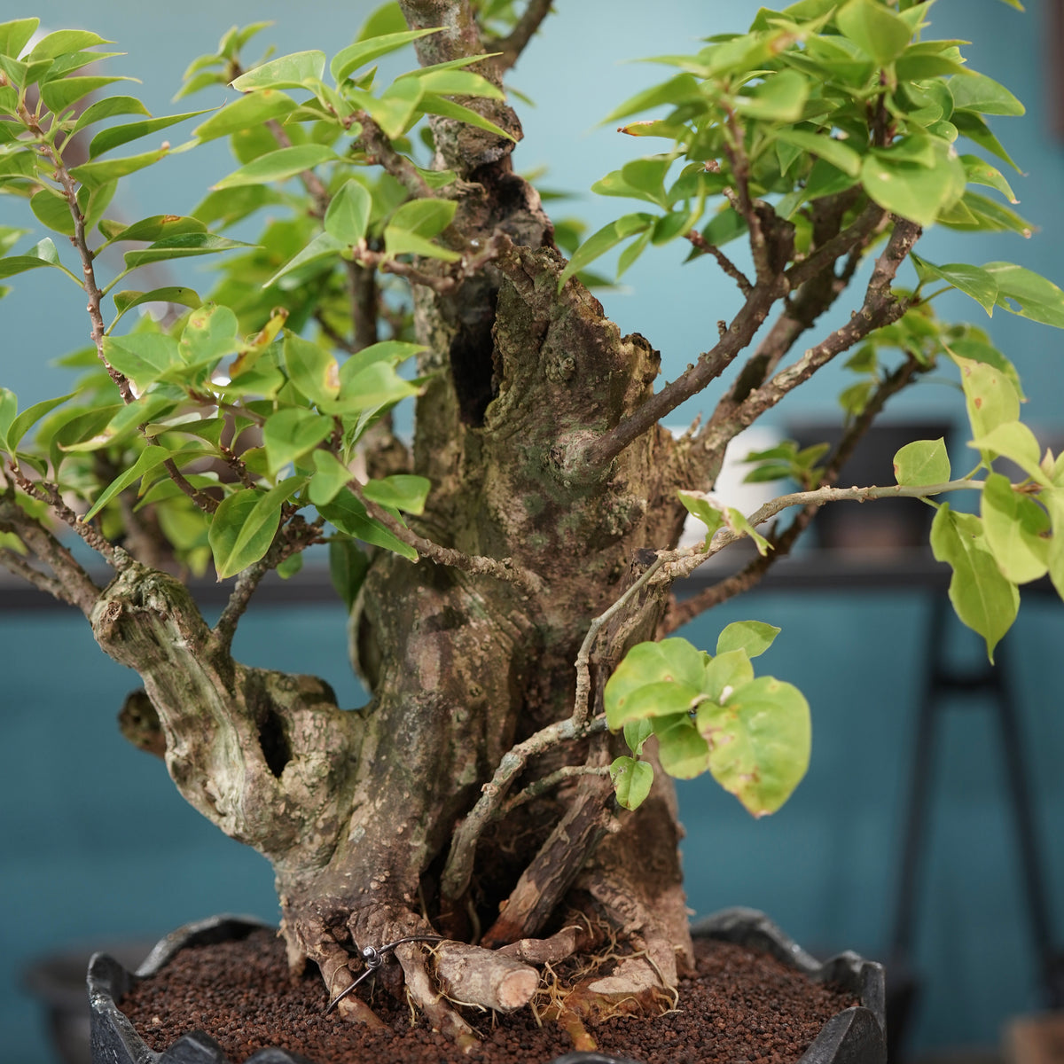 Old bougainvillea（古木ブーゲンビレア）× 高見澤匠 "黒磁／白金鉢"