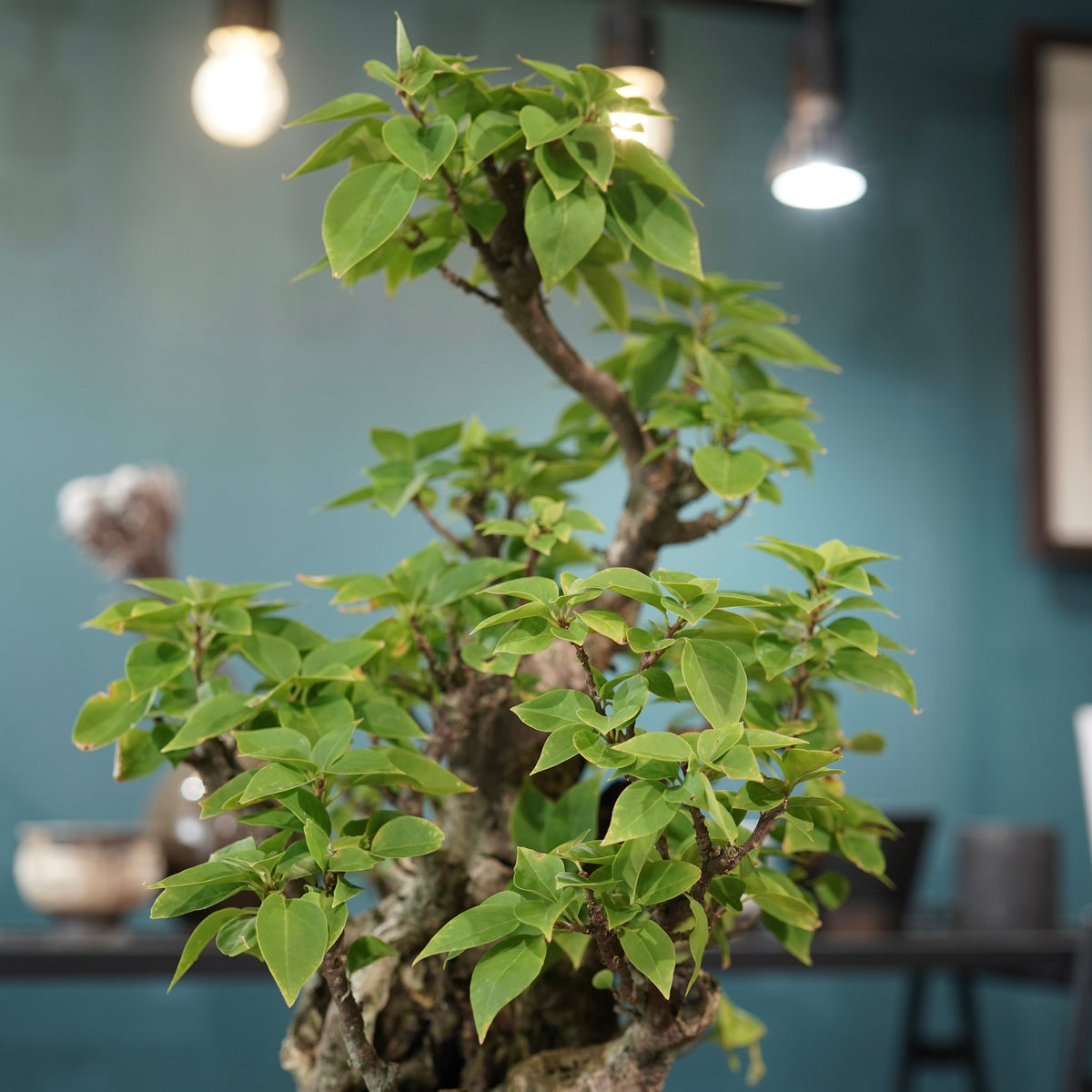 Old bougainvillea（古木ブーゲンビレア）× 高見澤匠 "黒磁／白金鉢"