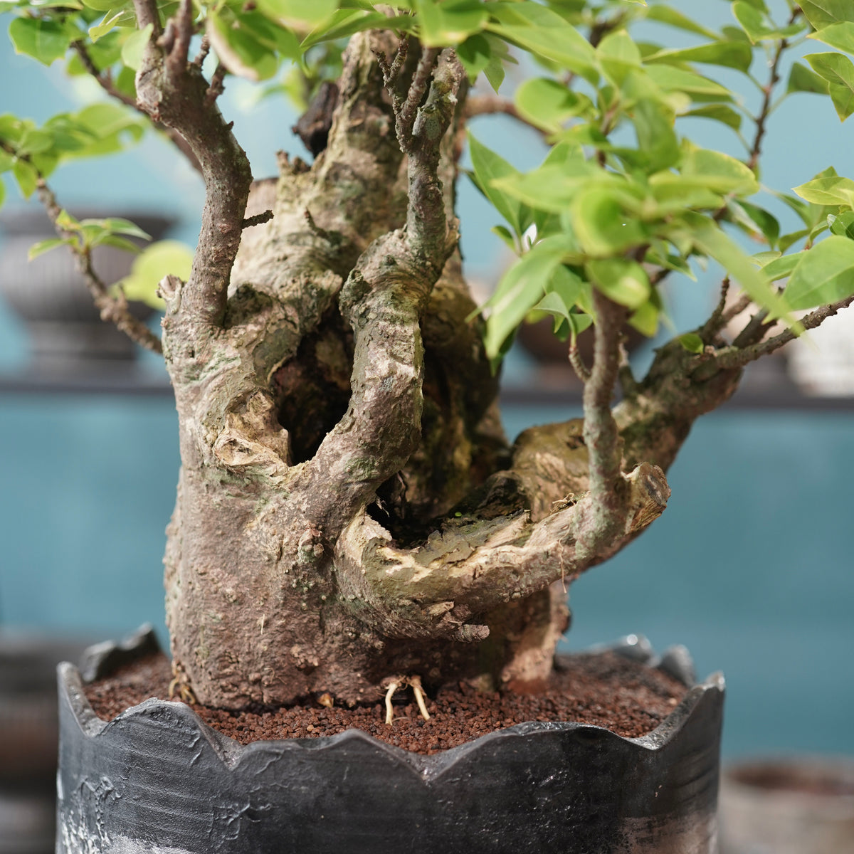 Old bougainvillea（古木ブーゲンビレア）× 高見澤匠 "黒磁／白金鉢"