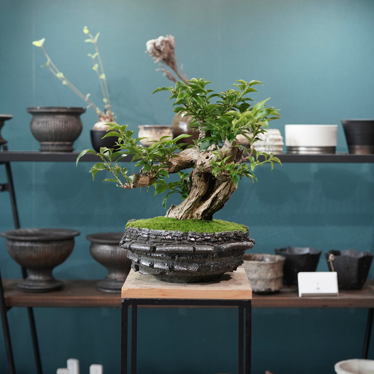 Old bougainvillea (古木ブーゲンビレア) × 宮島 將實"穴窯焼成鉢" No.1
