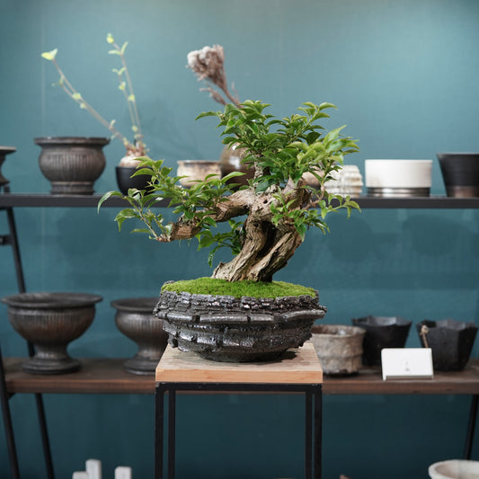 Old bougainvillea (古木ブーゲンビレア) × 宮島 將實"穴窯焼成鉢" No.1