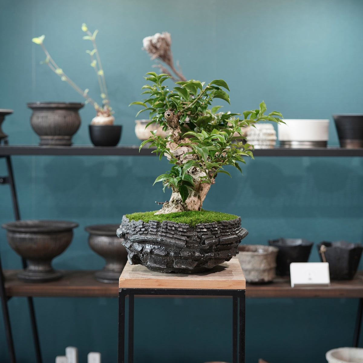 Old bougainvillea (古木ブーゲンビレア) × 宮島 將實"穴窯焼成鉢" No.1