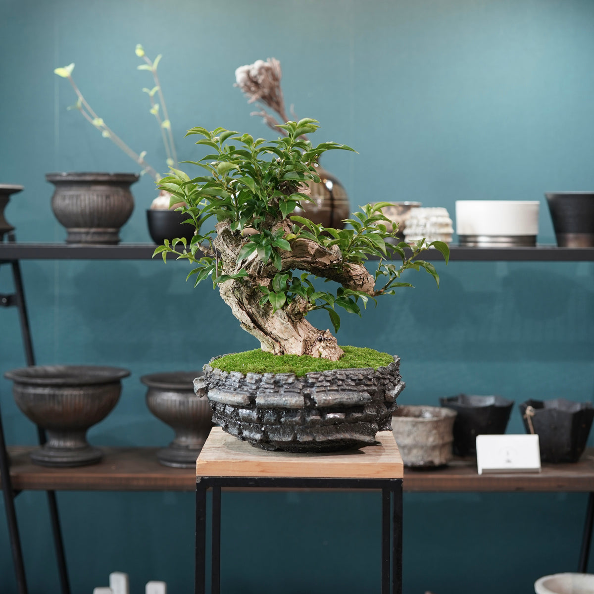 Old bougainvillea (古木ブーゲンビレア) × 宮島 將實"穴窯焼成鉢" No.1