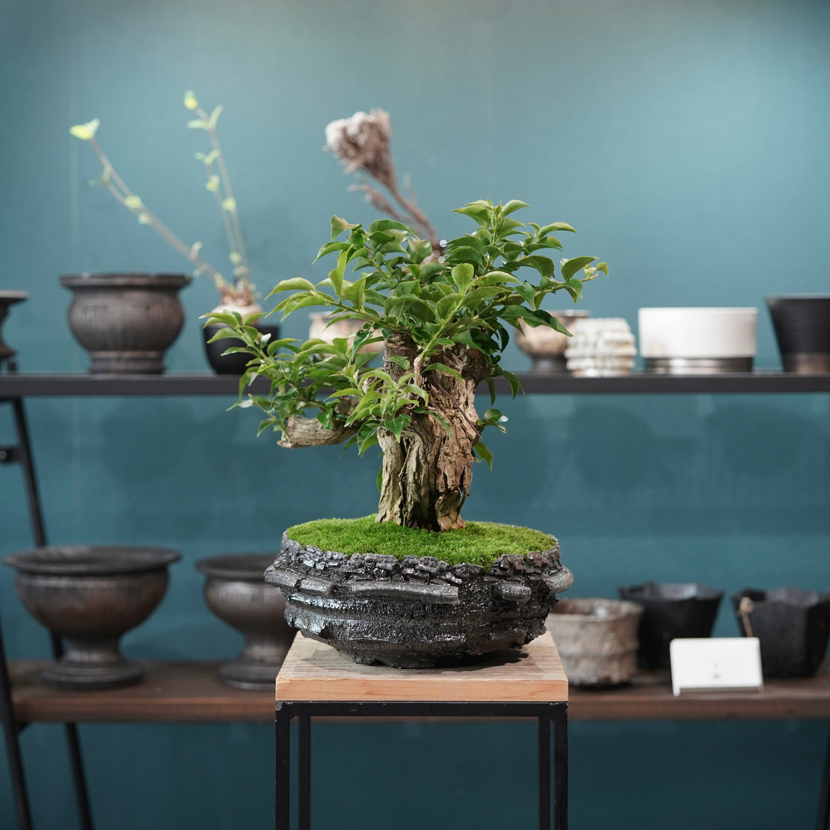 Old bougainvillea (古木ブーゲンビレア) × 宮島 將實"穴窯焼成鉢" No.1