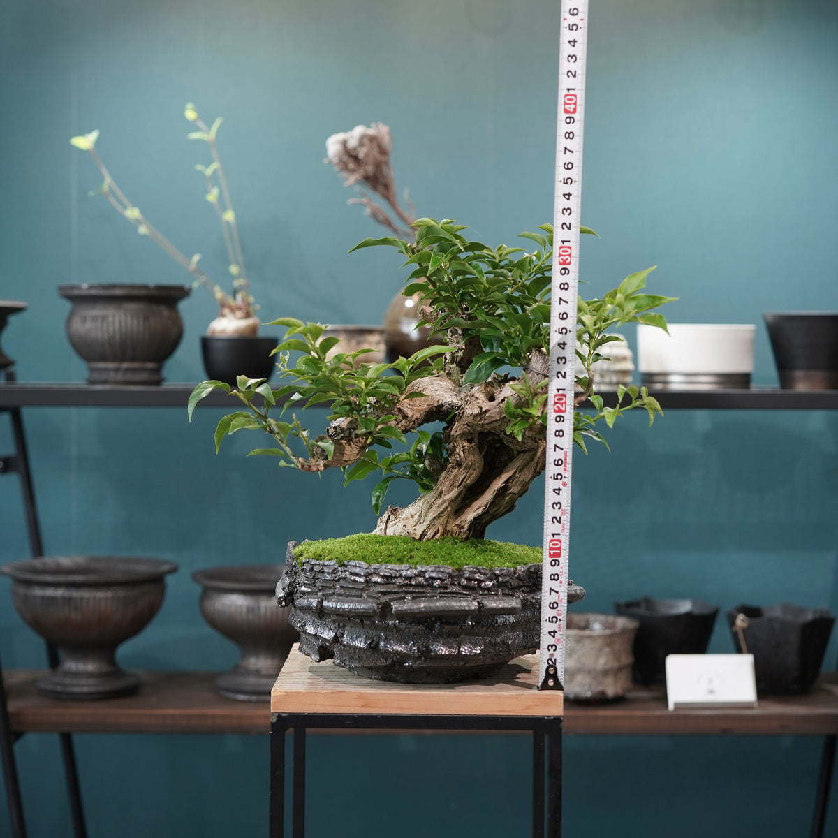 Old bougainvillea (古木ブーゲンビレア) × 宮島 將實"穴窯焼成鉢" No.1
