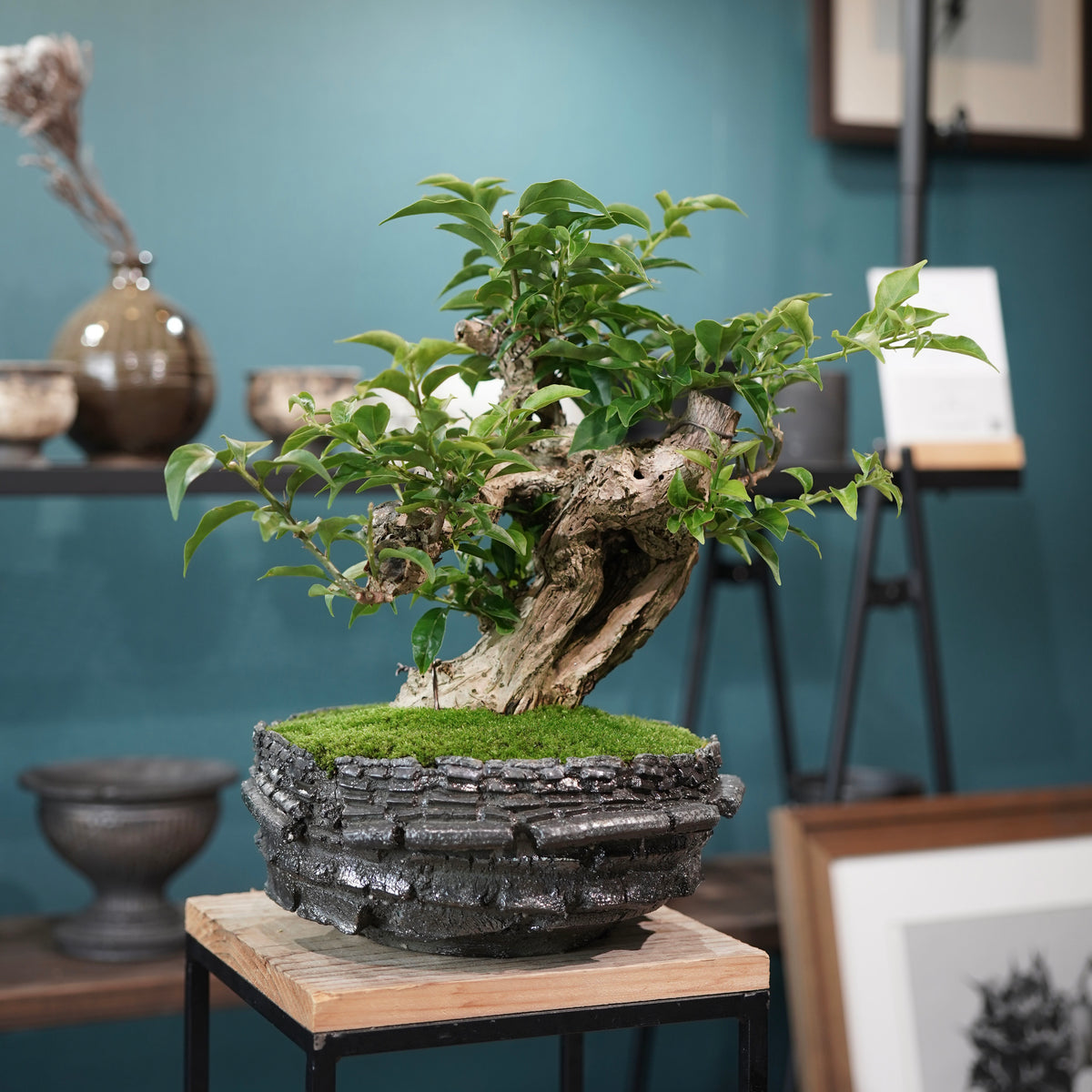 Old bougainvillea (古木ブーゲンビレア) × 宮島 將實"穴窯焼成鉢" No.1
