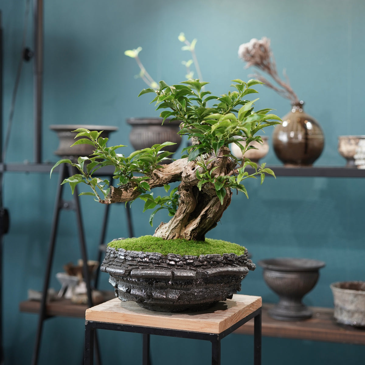 Old bougainvillea (古木ブーゲンビレア) × 宮島 將實"穴窯焼成鉢" No.1
