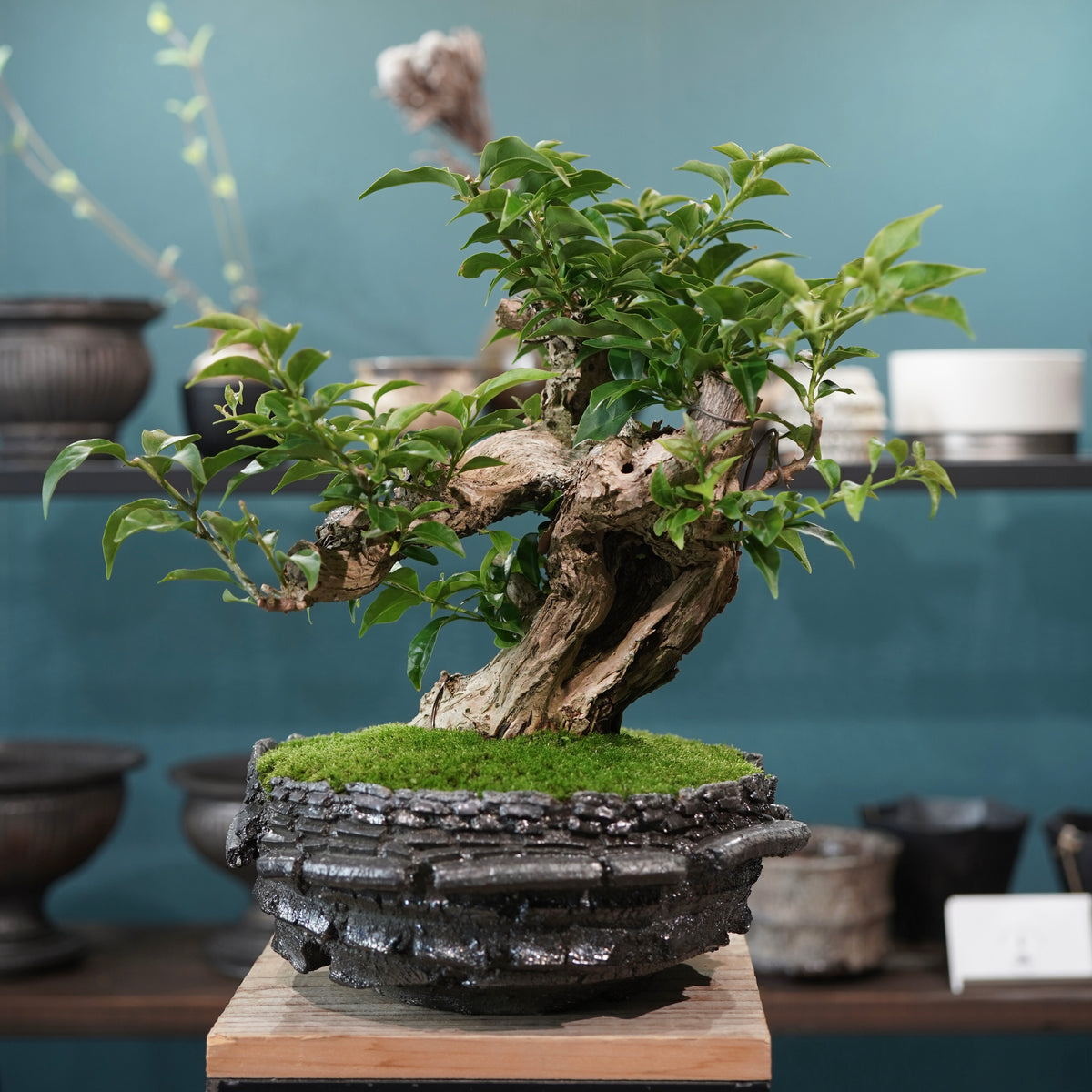 Old bougainvillea (古木ブーゲンビレア) × 宮島 將實"穴窯焼成鉢" No.1